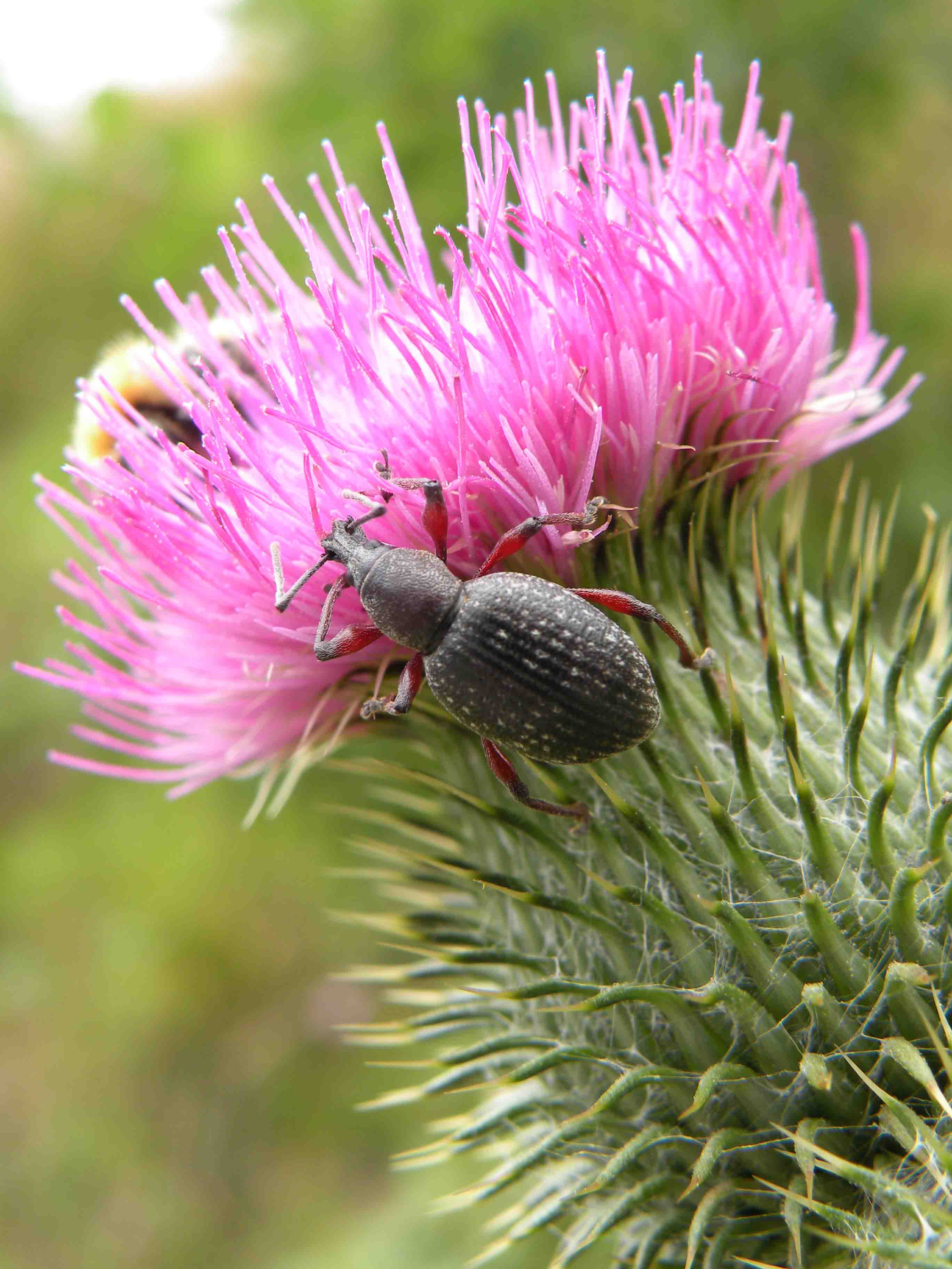 Curculionidae? Quale? Otiorhynchus coecus